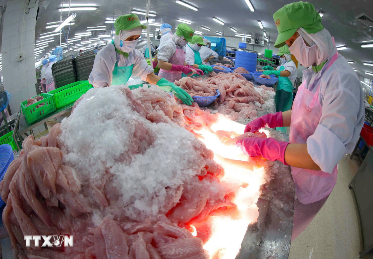  Dây chuyền chế biến thuỷ sản xuất khẩu. (Ảnh: TTXVN) 