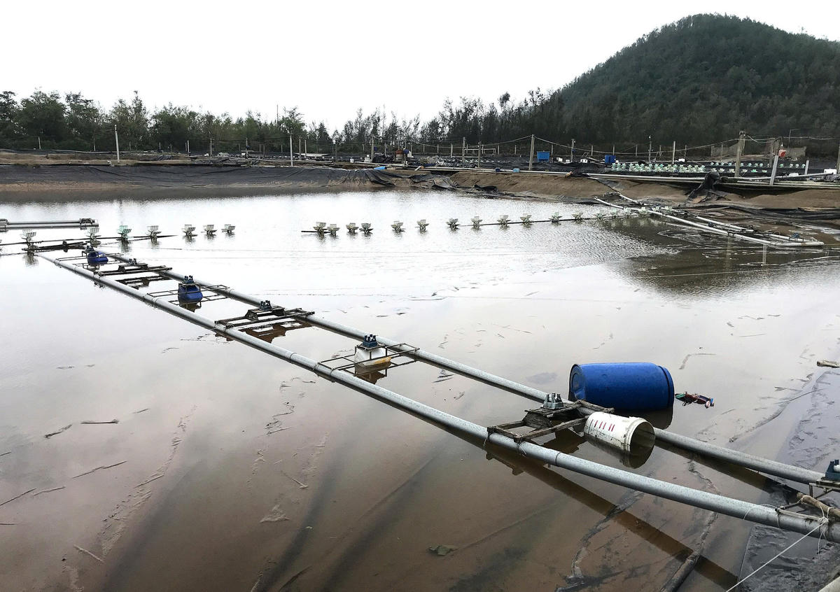 Ngoài việc khôi phục cơ sở hạ tầng, các hộ nuôi còn phải xử lý môi trường nước, cải tạo ao hồ trước khi tái thả giống. Quy trình này mất ít nhất 3–4 tuần, trong khi thời gian vụ Tết đang cận kề. Đa số các hộ dân đều “kiệt quệ” sau bão, không còn vốn để đầu tư. Ảnh: ĐB.