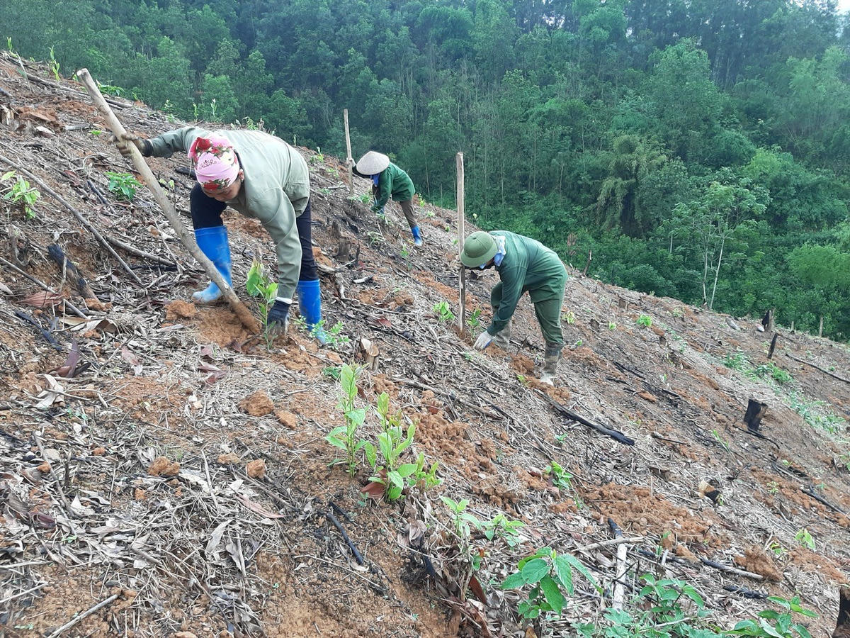 Tận dụng thế mạnh rừng để phát triển kinh tế