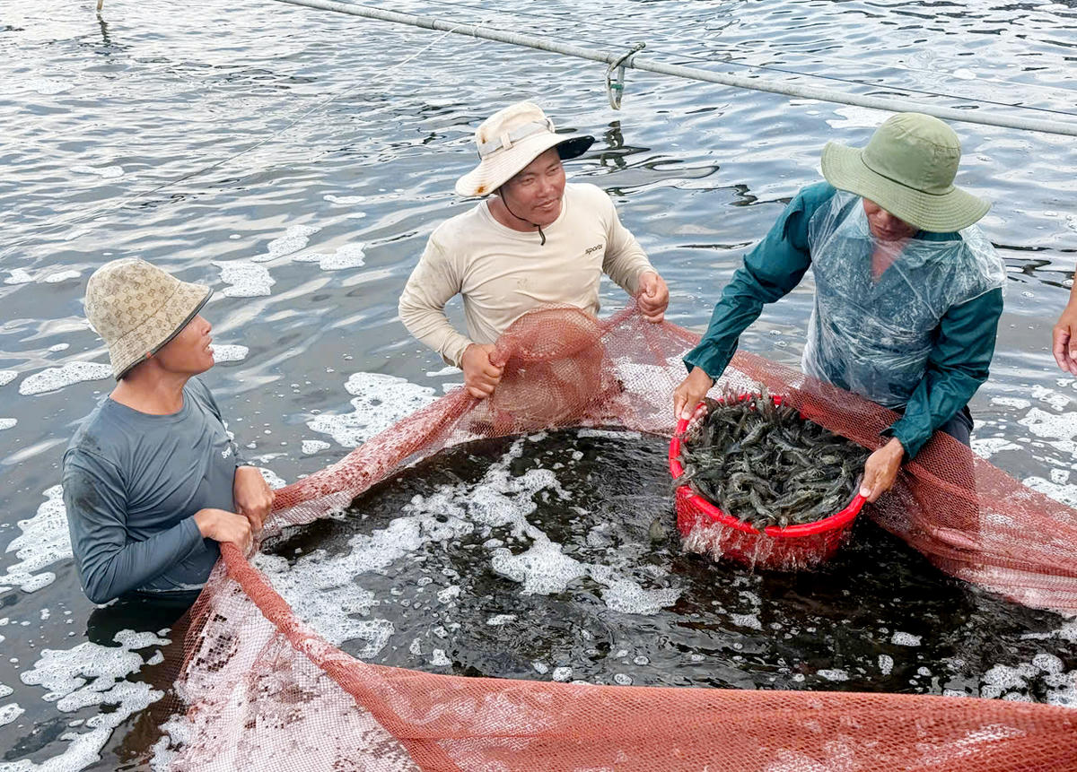 Mô hình nuôi tôm siêu thâm canh phát huy hiệu quả thiết thực, mang lại thu nhập cao cho nhiều hộ nuôi.