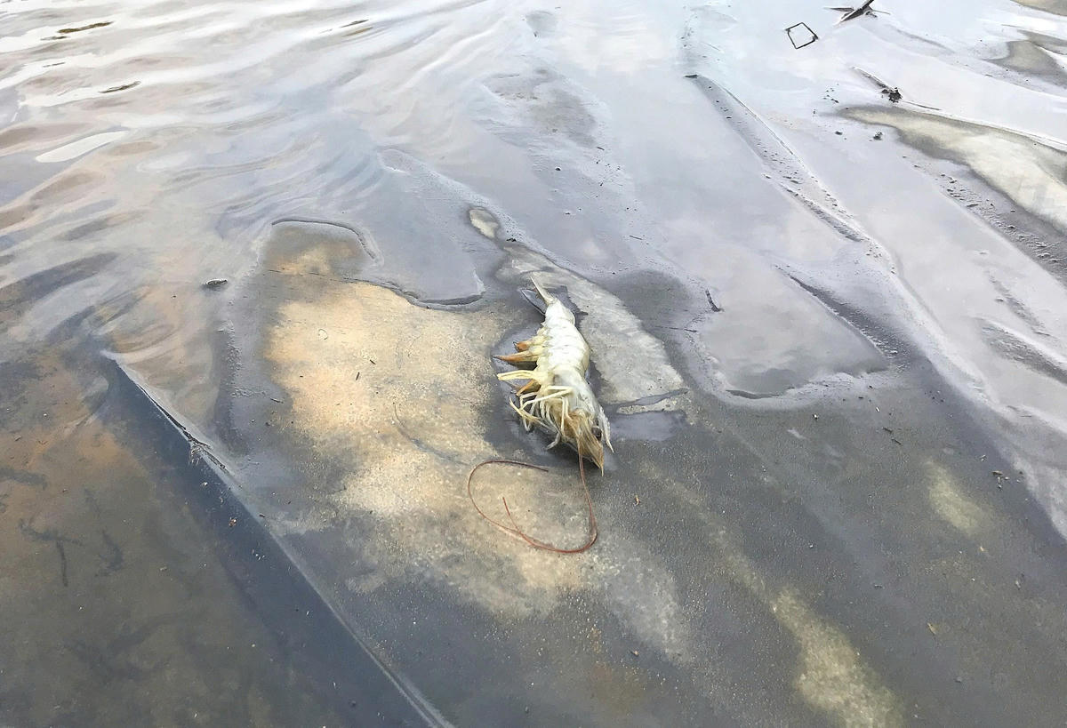 Theo ước tính, thiệt hại của gia đình anh Diện khoảng 500 triệu đồng. Để khôi phục lại ao hồ, anh phải đầu tư số vốn tương đương, song hiện chưa biết xoay xở từ đâu. “Hồ vỡ, hệ thống mương lọc nước hỏng hết. Máy móc phải sắm lại toàn bộ. Giờ chỉ mong được hỗ trợ ít vốn để sửa ao kịp thả tôm vụ Tết”, anh Diện chia sẻ thêm. Ảnh: ĐB.