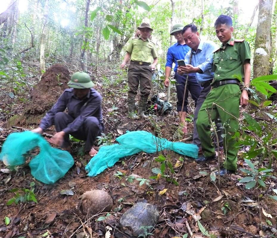 Trung tâm Cứu hộ, Bảo tồn và Phát triển Sinh vật tổ chức thả 4 cá thể động vật vào tự nhiên. Ảnh: CV