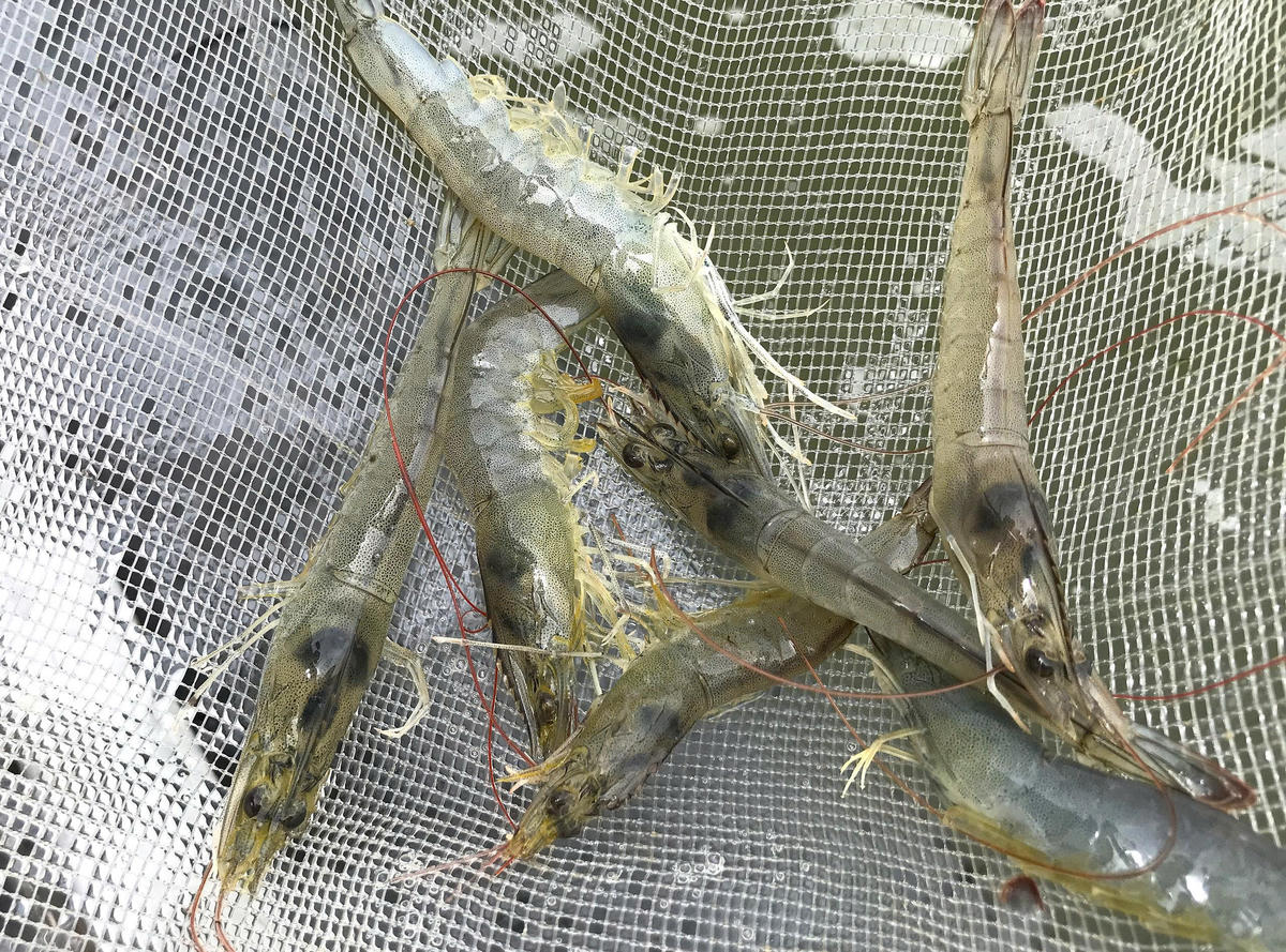 Bà Nguyễn Thị Thanh – Chủ tịch Hội Nông dân xã An Châu cho biết, chính quyền địa phương đã huy động lực lượng hỗ trợ người dân khắc phục tạm thời, đồng thời thống kê thiệt hại để đề nghị cấp trên hỗ trợ. “Người nuôi tôm ở khu vực ven biển thiệt hại nặng nề nhất. Hội Nông dân xã đang vận động các nguồn lực giúp bà con sớm khôi phục sản xuất”, bà Thanh nói. Ảnh: ĐB.