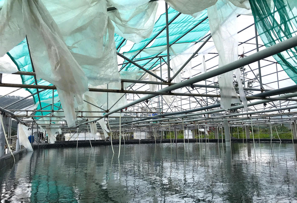 Gắn bó với nghề nuôi tôm hơn 20 năm, từng được vinh danh Nông dân Việt Nam xuất sắc năm 2024, ông Cường thừa nhận chưa bao giờ thấy thiệt hại lớn đến thế. “Không chỉ An Châu, mà nhiều vùng ven biển Nghệ An và cả Bắc Trung Bộ đều bị ảnh hưởng. Bà con lo không kịp vụ Tết. Tôi đoán giá tôm thương phẩm dịp Tết năm nay có thể tăng mạnh, vì nguồn cung sẽ rất khan hiếm”, ông chia sẻ. Ảnh: ĐB.