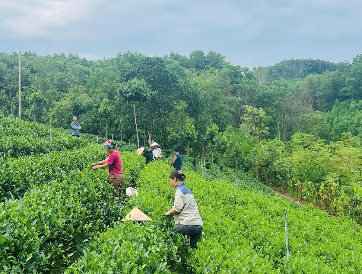 Trồng chè để phát huy thế mạnh, nâng cao thu nhập cho người dân trên địa bàn tỉnh Thái Nguyên trong đó có Phượng Tiến.