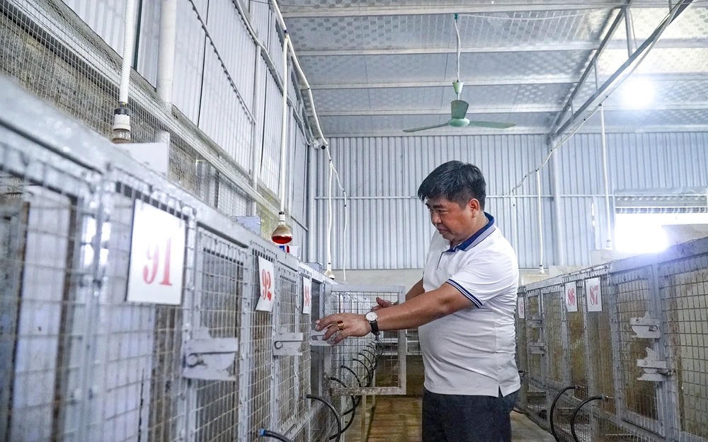 Thất bại với cây lan đột biến, năm 2022, anh Hùng chuyển sang nuôi cầy hương. Ảnh: Đình Minh