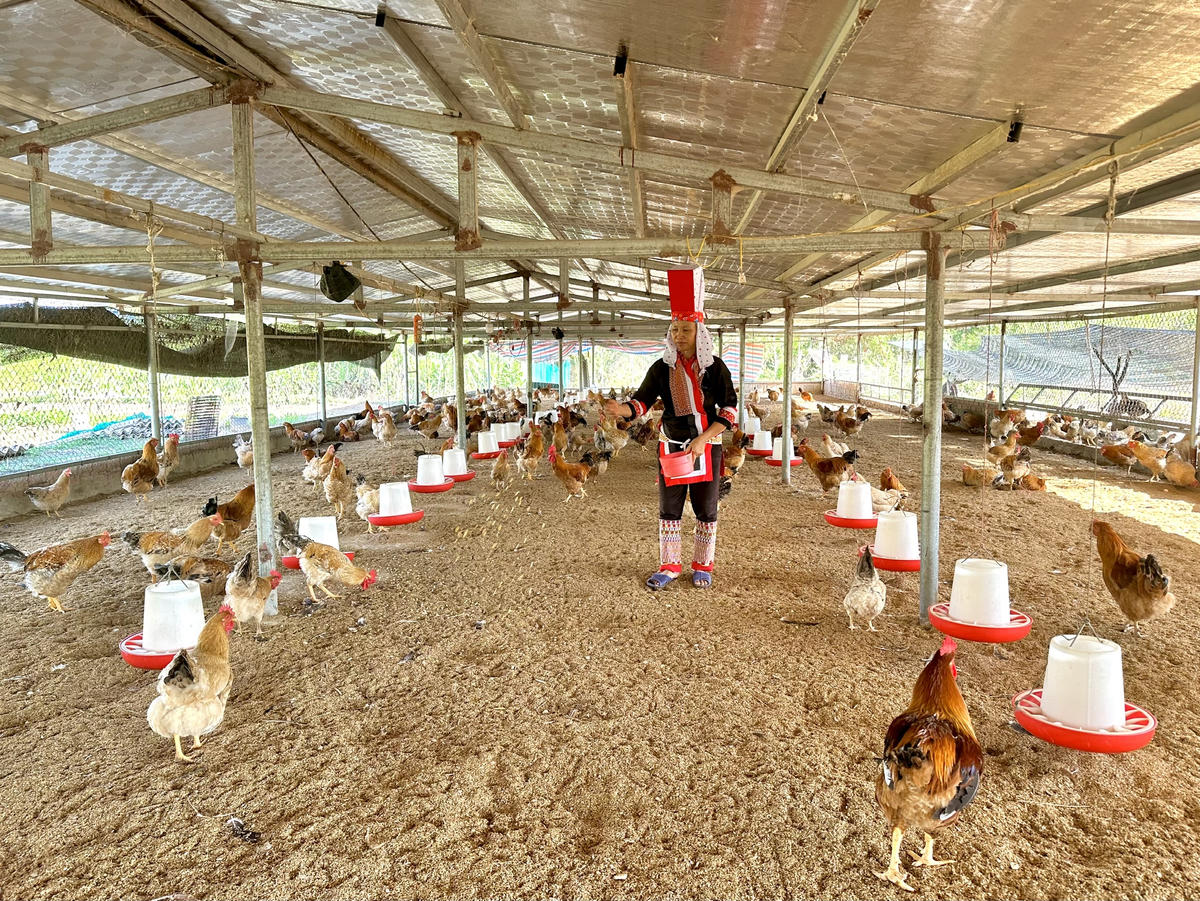 Chăn nuôi gà Tiên Yên mang lại hiệu quả kinh tế cho người dân. Ảnh: Ngọc Anh.