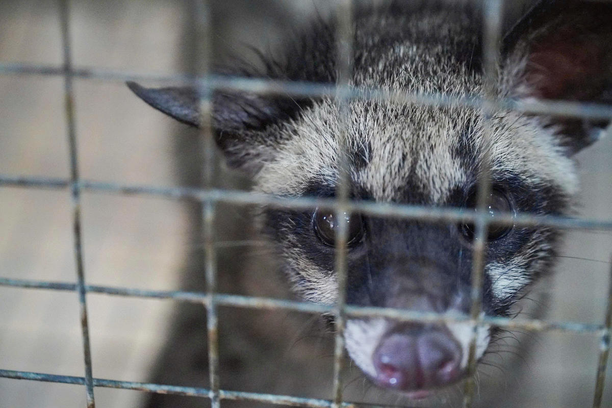 20 cặp cầy hương 'khởi nghiệp' của anh Hùng gần như đã mất trắng do thiếu kinh nghiệm chăn nuôi. Ảnh: Đình Minh