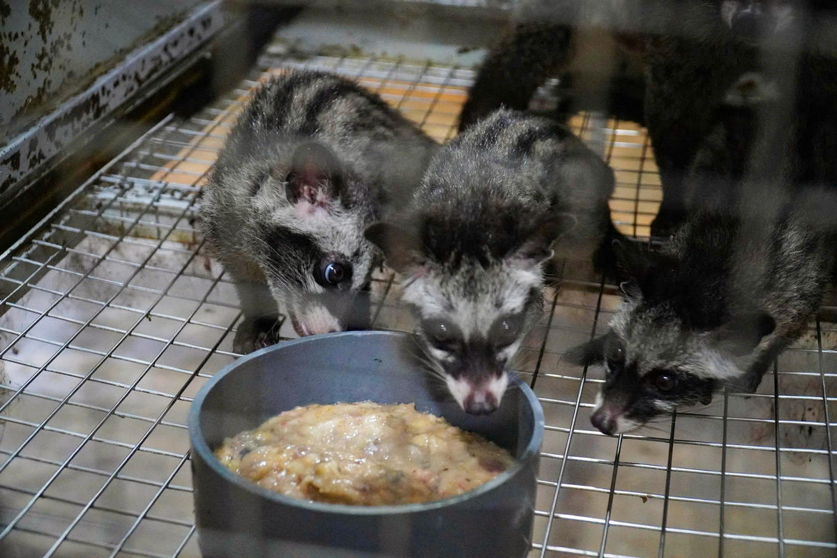 Hiện nay, trang trại của anh Hùng có gần 400 cá thể cầy hương. Ảnh: Đình Minh