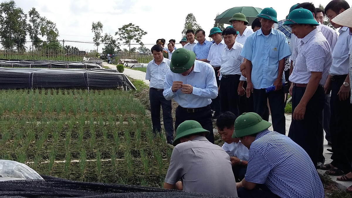 Nhiều thửa ruộng hoang ở tỉnh Hưng Yên lấy lại màu xanh sau khi được nông dân tập trung, tích tụ ruộng đất. Ảnh: Duy Hưng