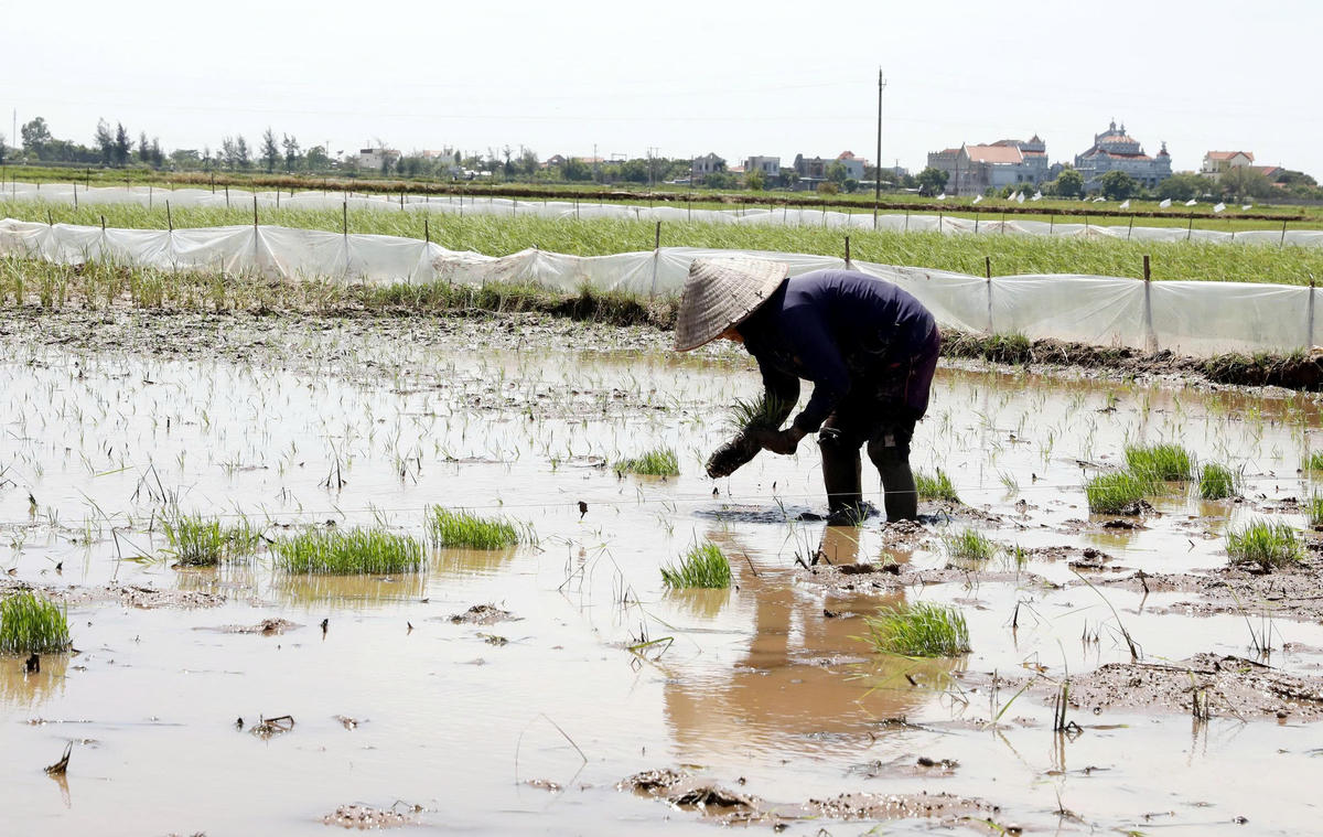 Nông nghiệp đại điền: Nghĩ lớn, làm lớn - Bài 1:
Chuyện kể từ những cánh đồng