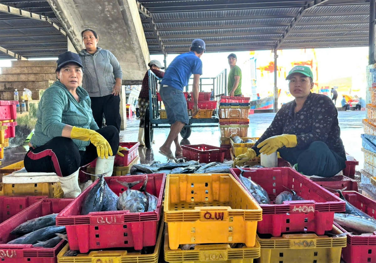 Thương lái thu mua cá ngừ sọc dừa ở cảng Quy Nhơn (tỉnh Gia Lai). 	Ảnh: Đình Sang