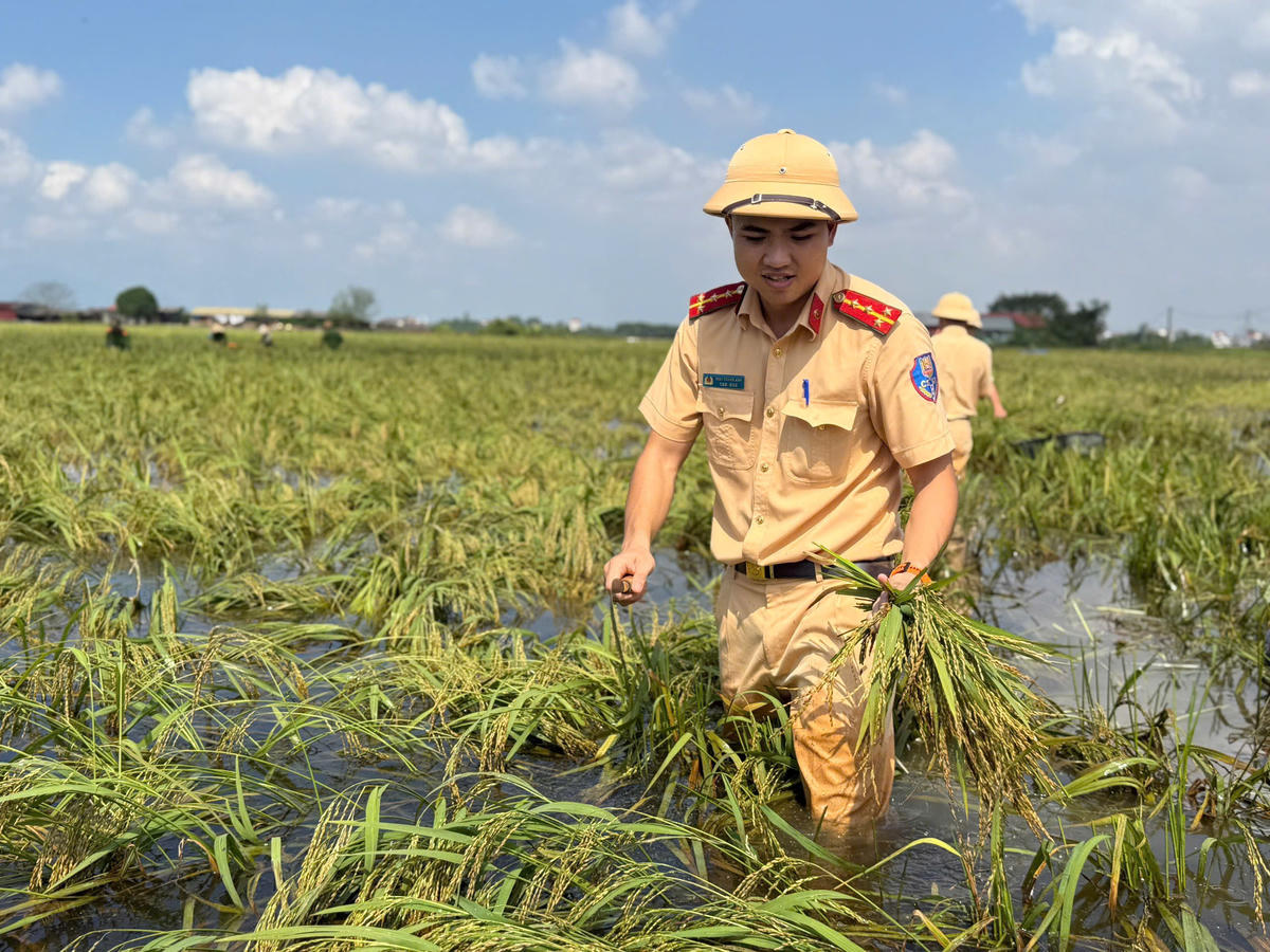 Nhờ sự giúp sức tận tình của các cán bộ, chiến sĩ Công an các cánh đồng lúa bị ngập được thu hoạch.