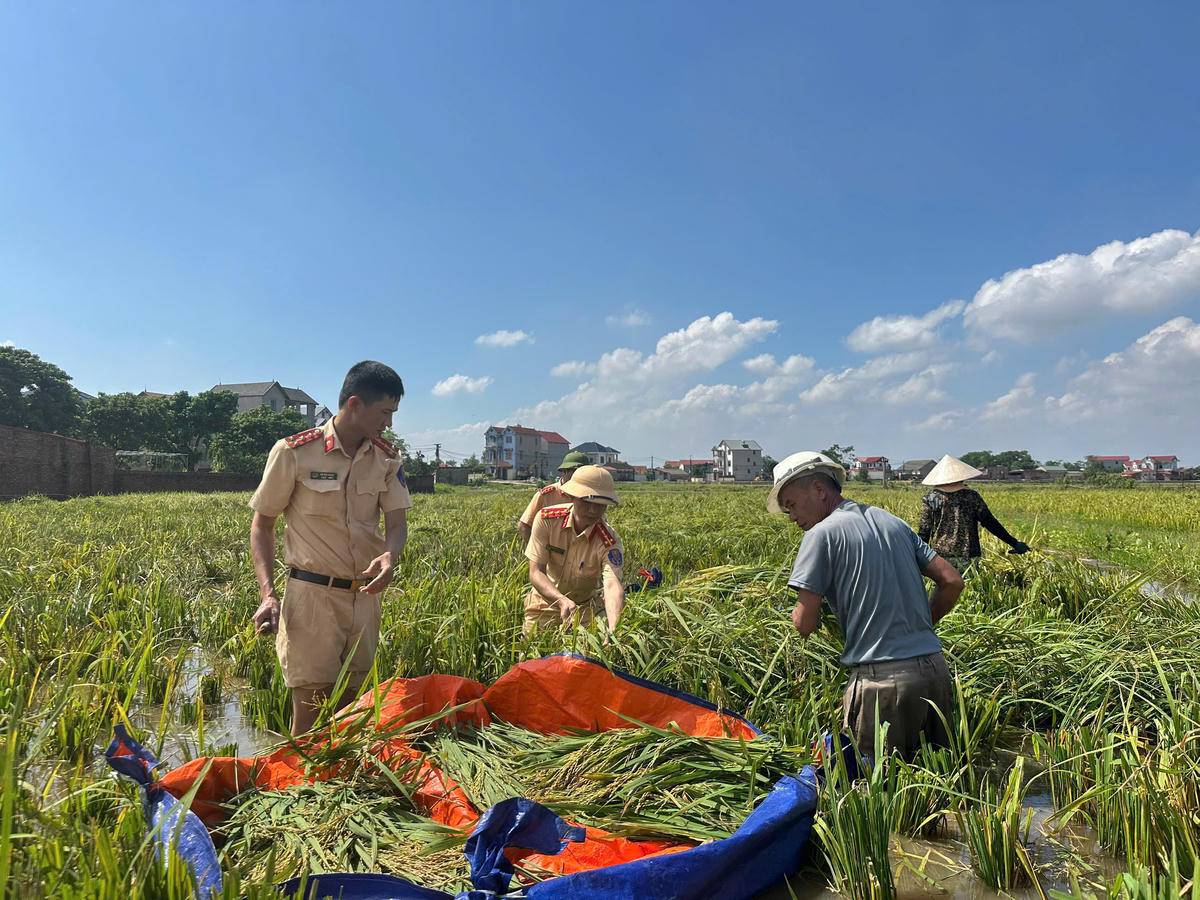 Cán bộ chiến sĩ Công an Thủ đô giúp người dân tổ chức thu hoạch, cắt lúa.