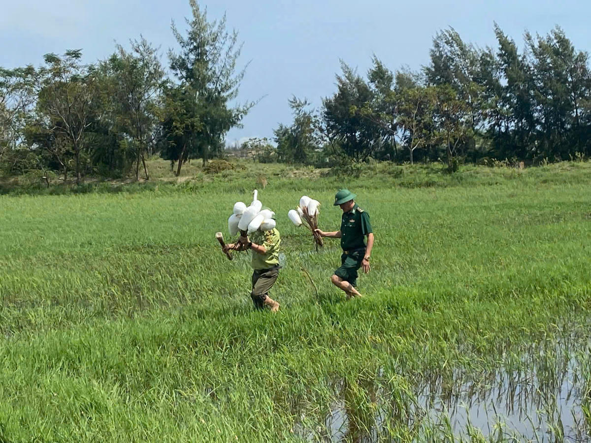 Các lực lượng thu gom bẫy chim tự nhiên trái phép trên cánh đồng thôn 1 và thôn 2, xã Hoàn Lão. Ảnh: BPQT.
