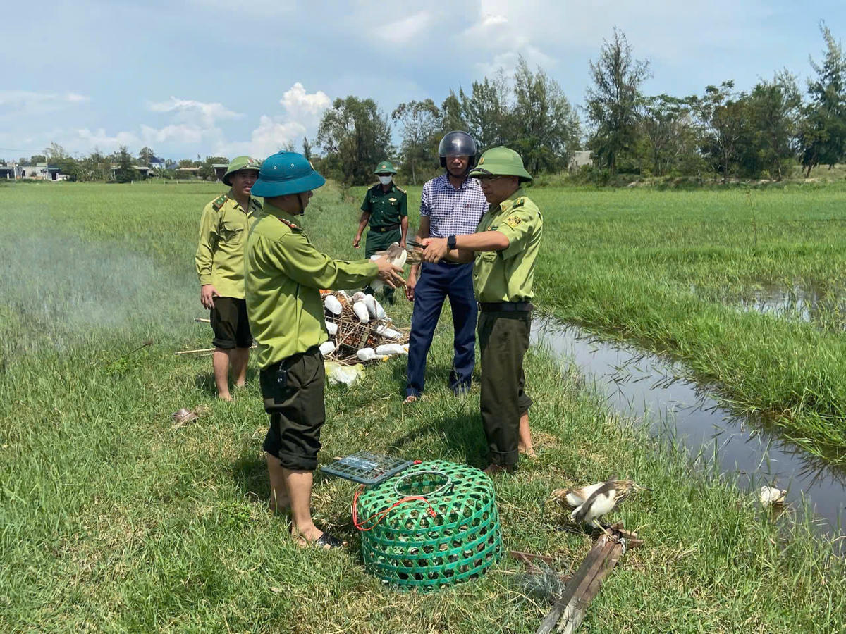 Lực lượng chức năng tháo dây, thả cá thể chim mắc bẫy trở về tự nhiên. Ảnh: BPQT.