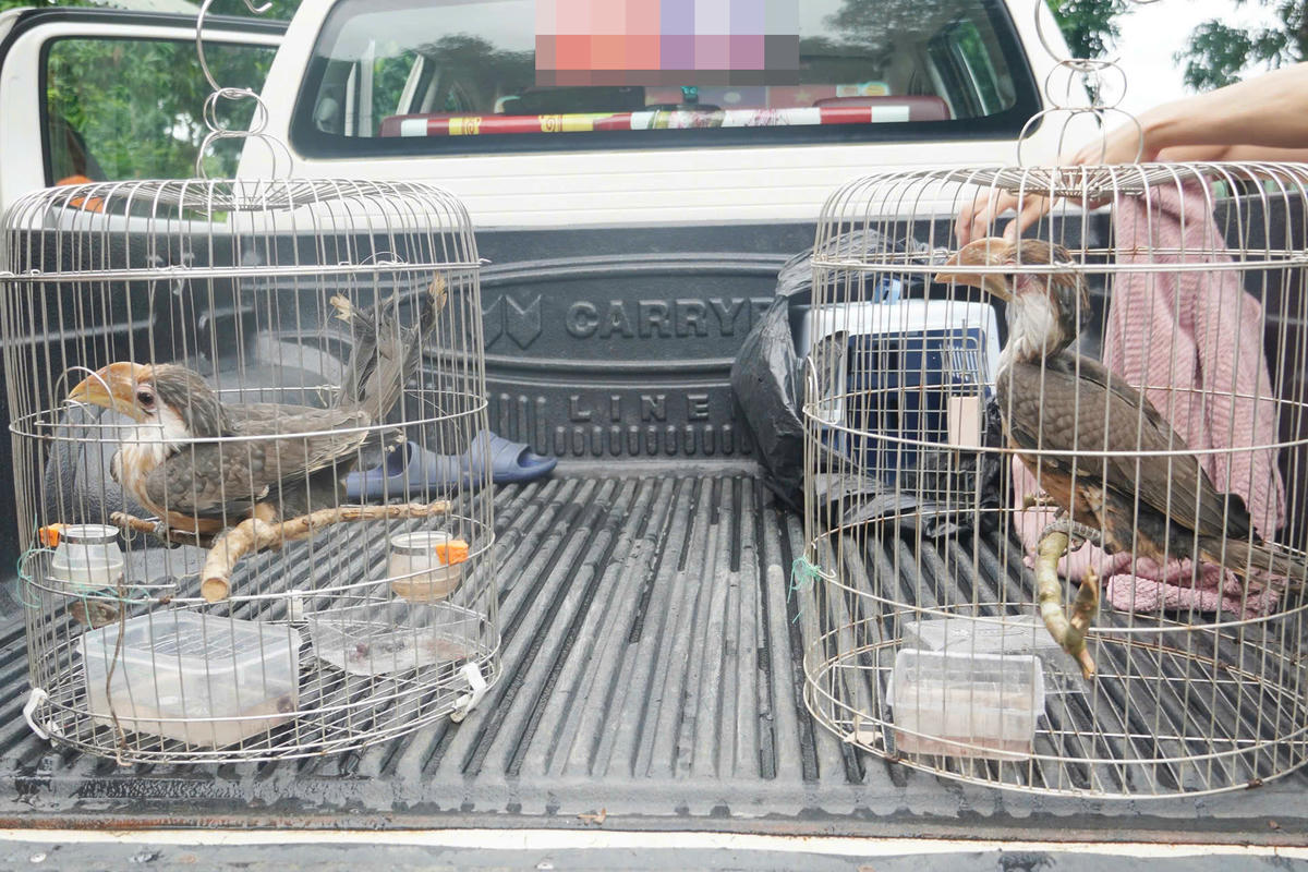 2 cá thể niệc nâu quý hiếm (nhóm IB) được người dân bàn giao cho lực lượng chức năng chăm sóc, cứu hộ.  Ảnh: TTCH.