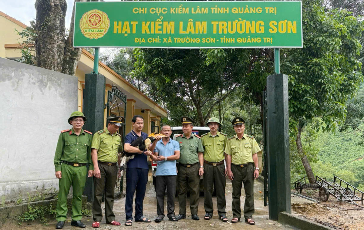 Lực lượng chức năng ở xã Trường Sơn tiếp nhận và bàn giao cá thể chim hồng hoàng quý hiếm để chăm sóc, cứu hộ trước khi thả về môi trường tự nhiên. Ảnh: KLTS.