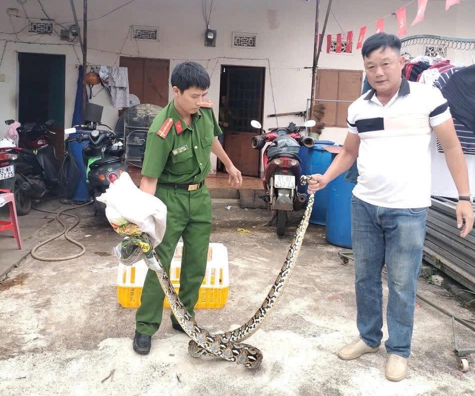 Anh Hoàng Quý Dương bàn giao cá thể trăn cho lực lượng chức năng. Ảnh: CV.