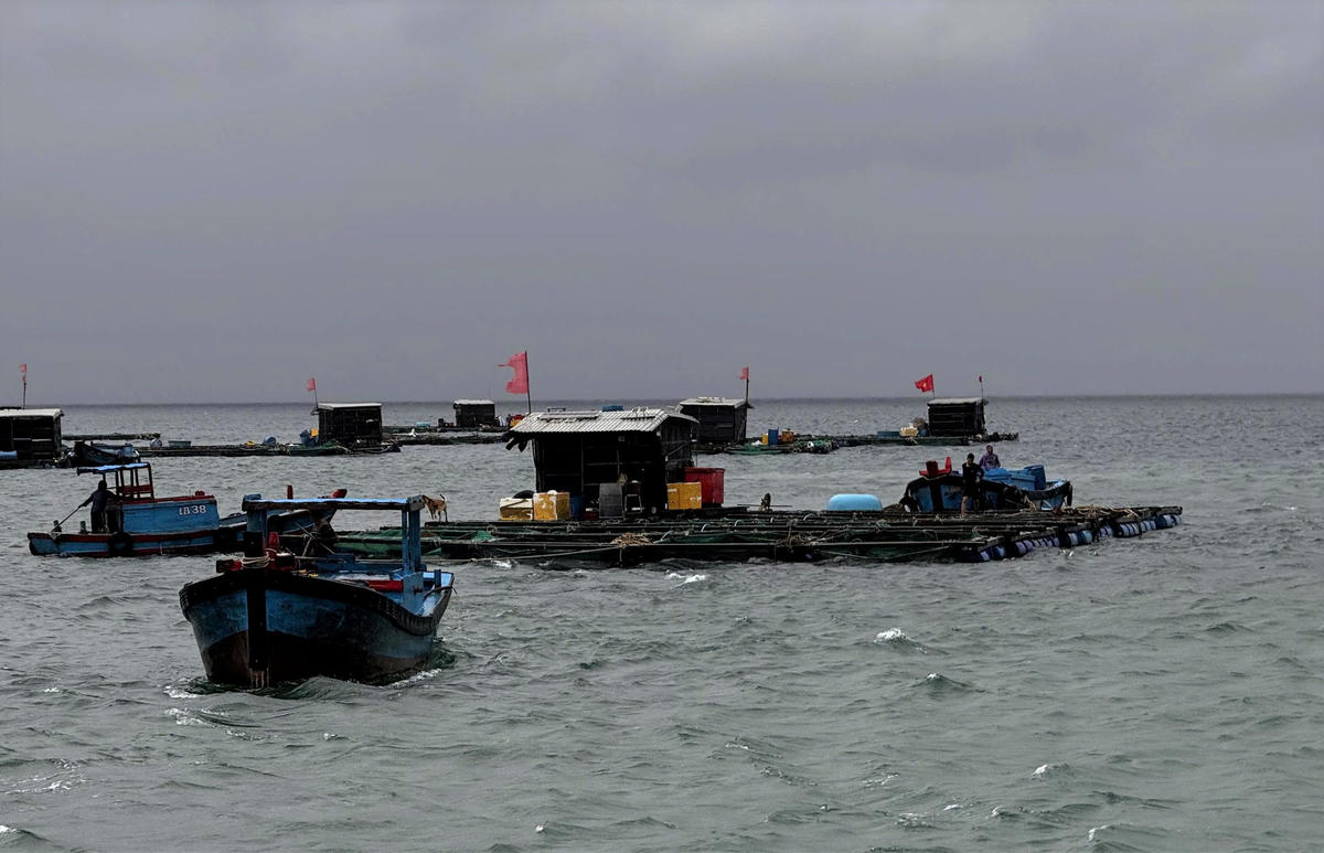 Lồng bè nuôi cá của người dân đặc khu Lý Sơn đưa vào sâu trong bờ. Ảnh: CV.