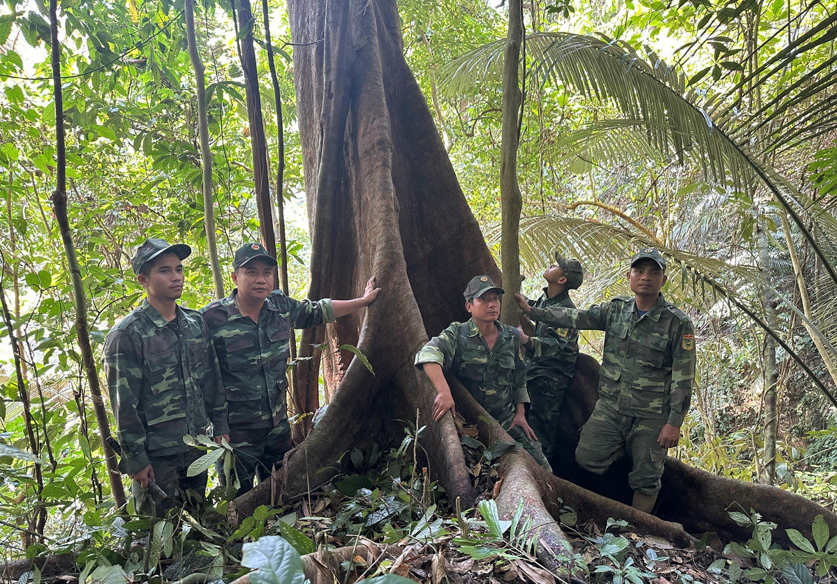 Nhiều cây cổ thụ trong vườn VQG Sông Thanh có đường kính 4 đến 5 người ôm. Ảnh: CV.