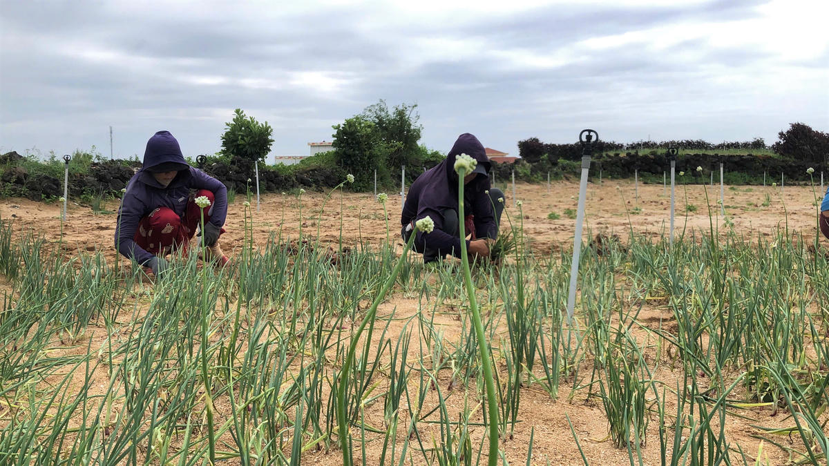 Nhiều diện tích hành tím của người dân Lý Sơn khẩn trương thu hoạch. Ảnh: CV.