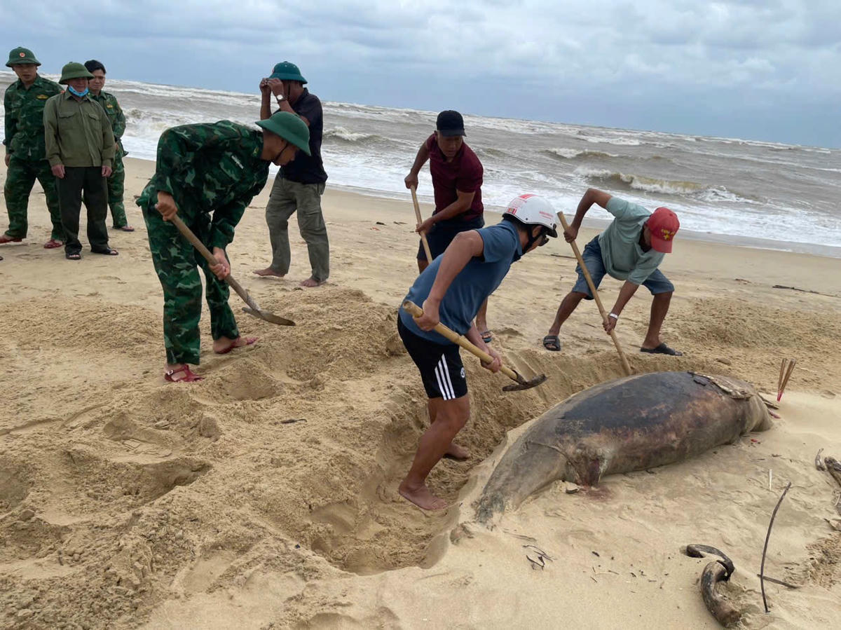 Quảng Trị: Phát hiện xác cá heo nặng 150 kg trôi vào bãi biển