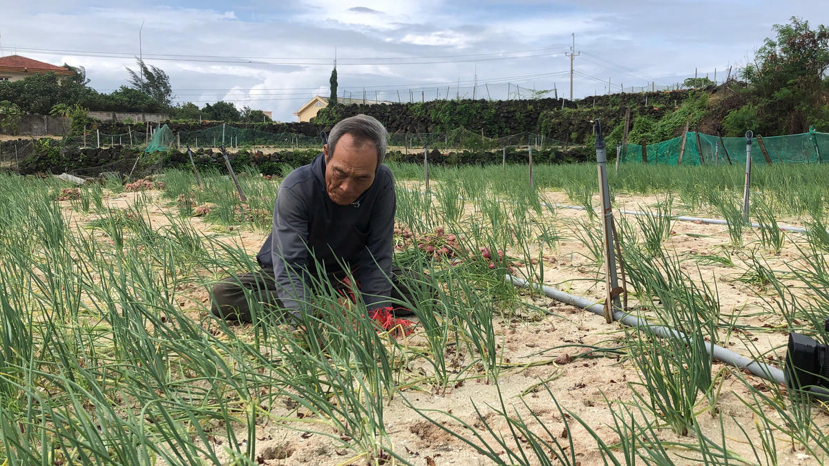 Người dân Lý Sơn khẩn trương thu hoạch hành trước khi bão số 12 đổ bộ vào đất liền. Ảnh: CV.