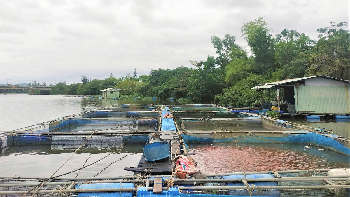 Người dân phường Tam Kỳ di dời các lồng bè cá vào sát bờ sông Tam Kỳ. Ảnh: Chí Đại.