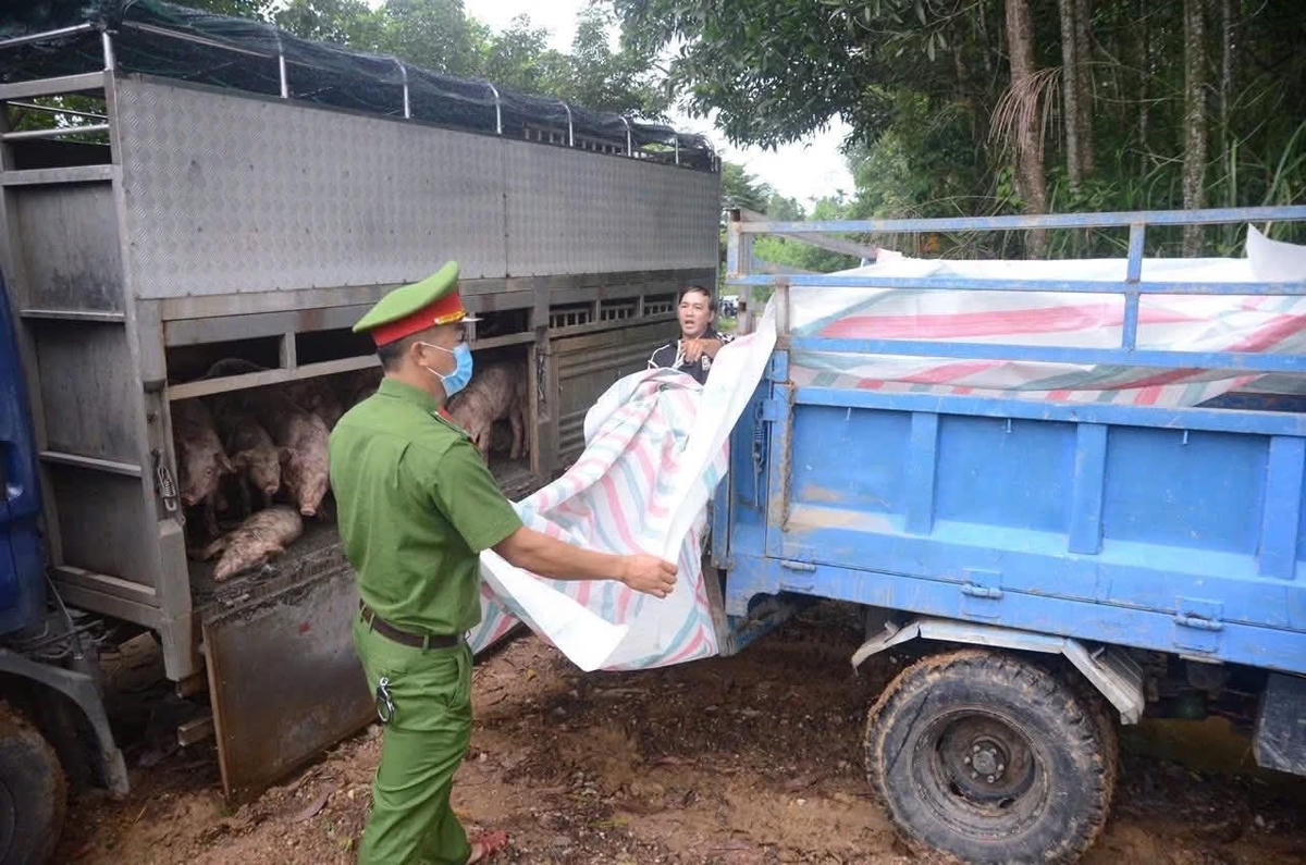 Lực lượng chức năng phát hiện 58 lợn không rõ nguồn gốc. Ảnh: CV.