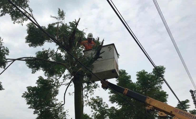 Phát quang hành lang lưới điện tại Đội QLĐLKV Đông Hưng