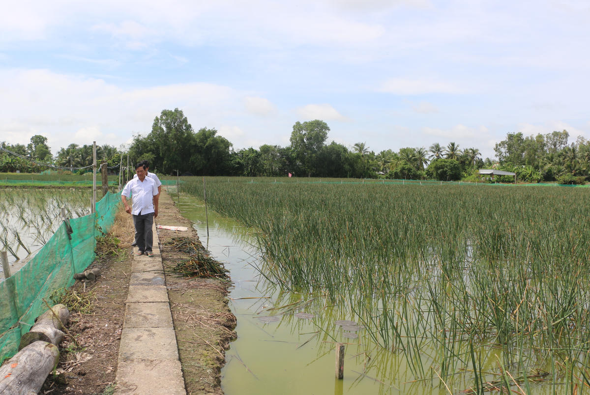 Nhiều diện tích đất trũng phèn, sản xuất kém hiệu quả nông dân cải tạo chuyển sang trồng năn bộp. Ảnh: Nguyên Du