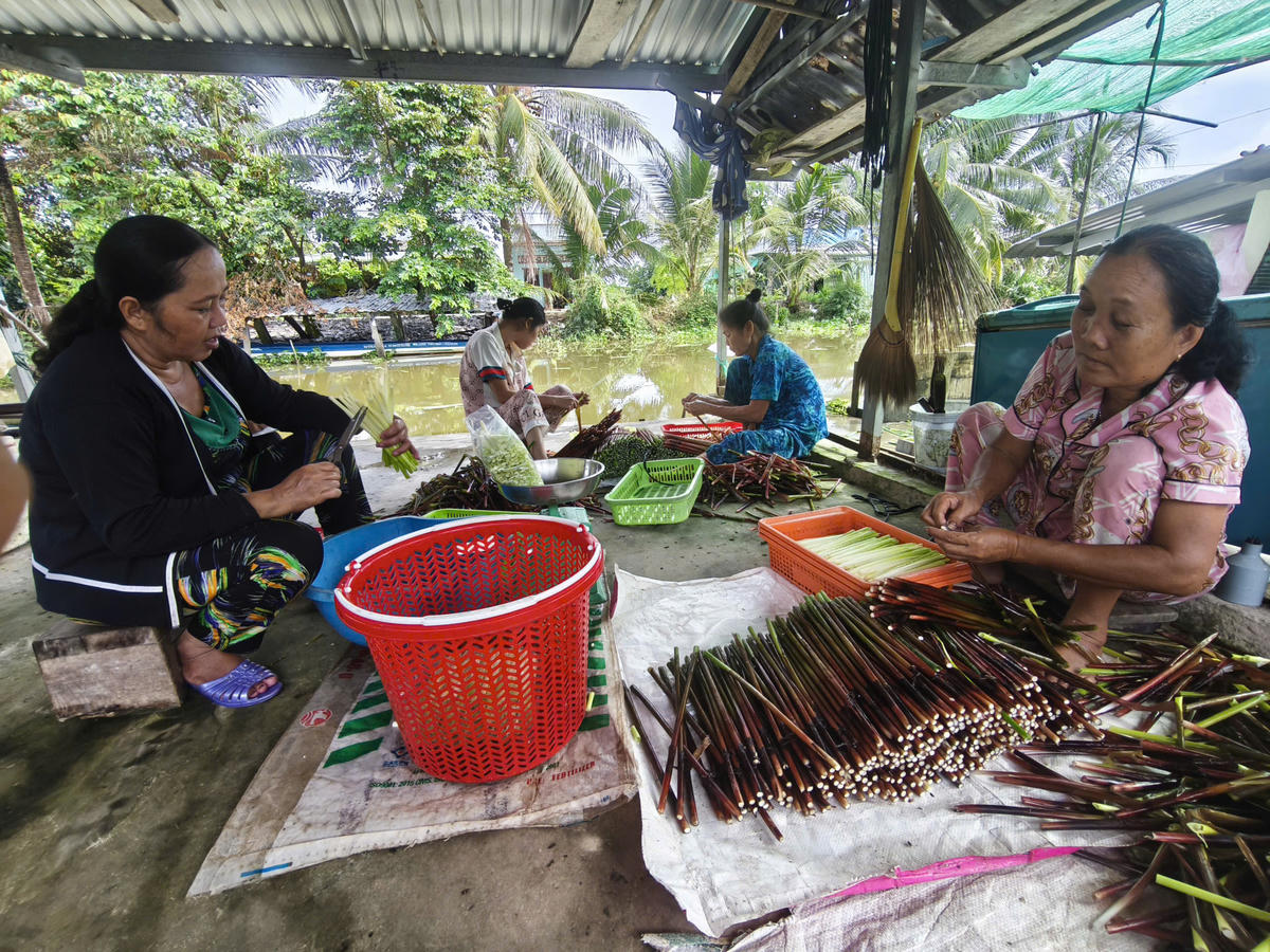 Nhân công thu hoạch năn bộp 3 - 5 tiếng sẽ được trả công từ 100.000 - 130.000 đồng. Ảnh: Nguyên Du