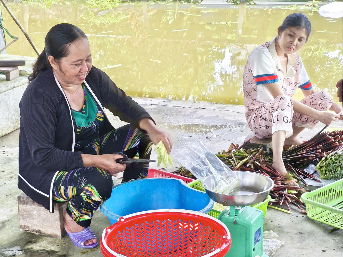 Mô hình trồng năn bộp vừa thích ứng với vùng trũng phèn của địa phương vừa tạo thu nhập cho nông hộ và giải quyết việc làm cho lao động nhàn rỗi ở khu vực nông thôn. Ảnh: Nguyên Du.