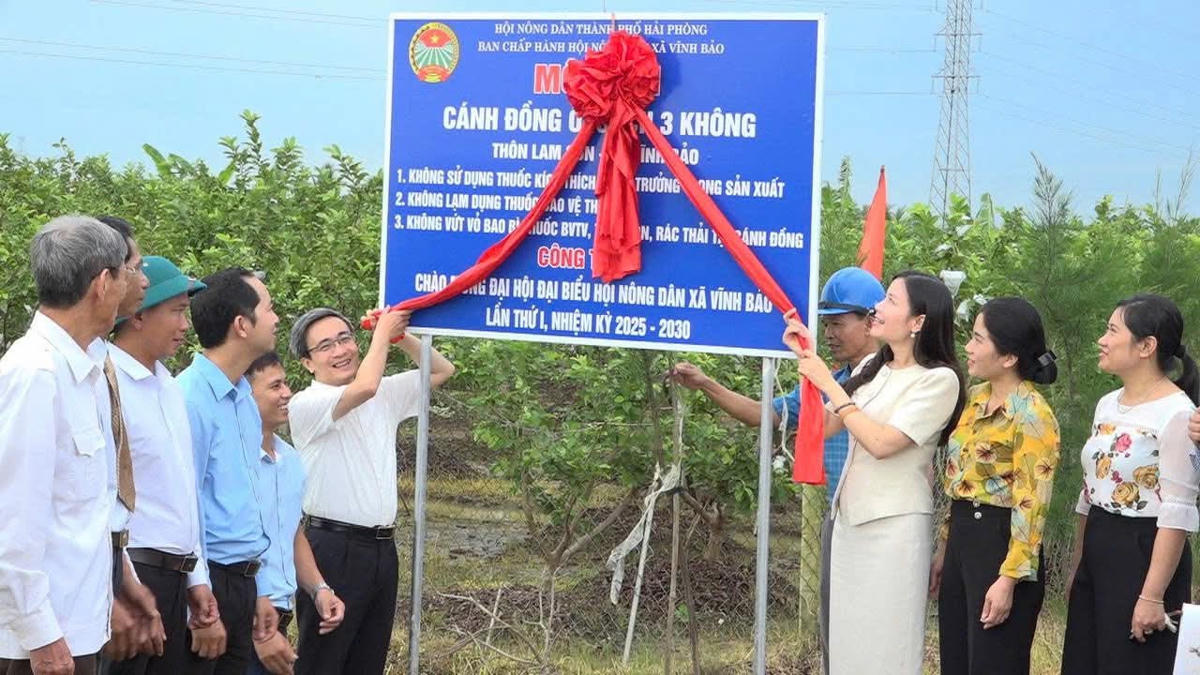 Cánh đồng ổi lê sạch ở xã Vĩnh Bảo được gắn biển 3 không: không thuốc kích thích, không lạm dụng thuốc bảo vệ thực vật và không rác thải. Ảnh: CTV.