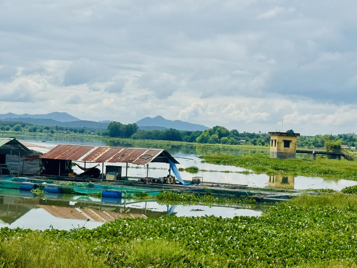 Công tác xử lý ô nhiễm hồ Ea Súp Hạ gặp nhiều khó khăn. Ảnh: Thanh Nga.