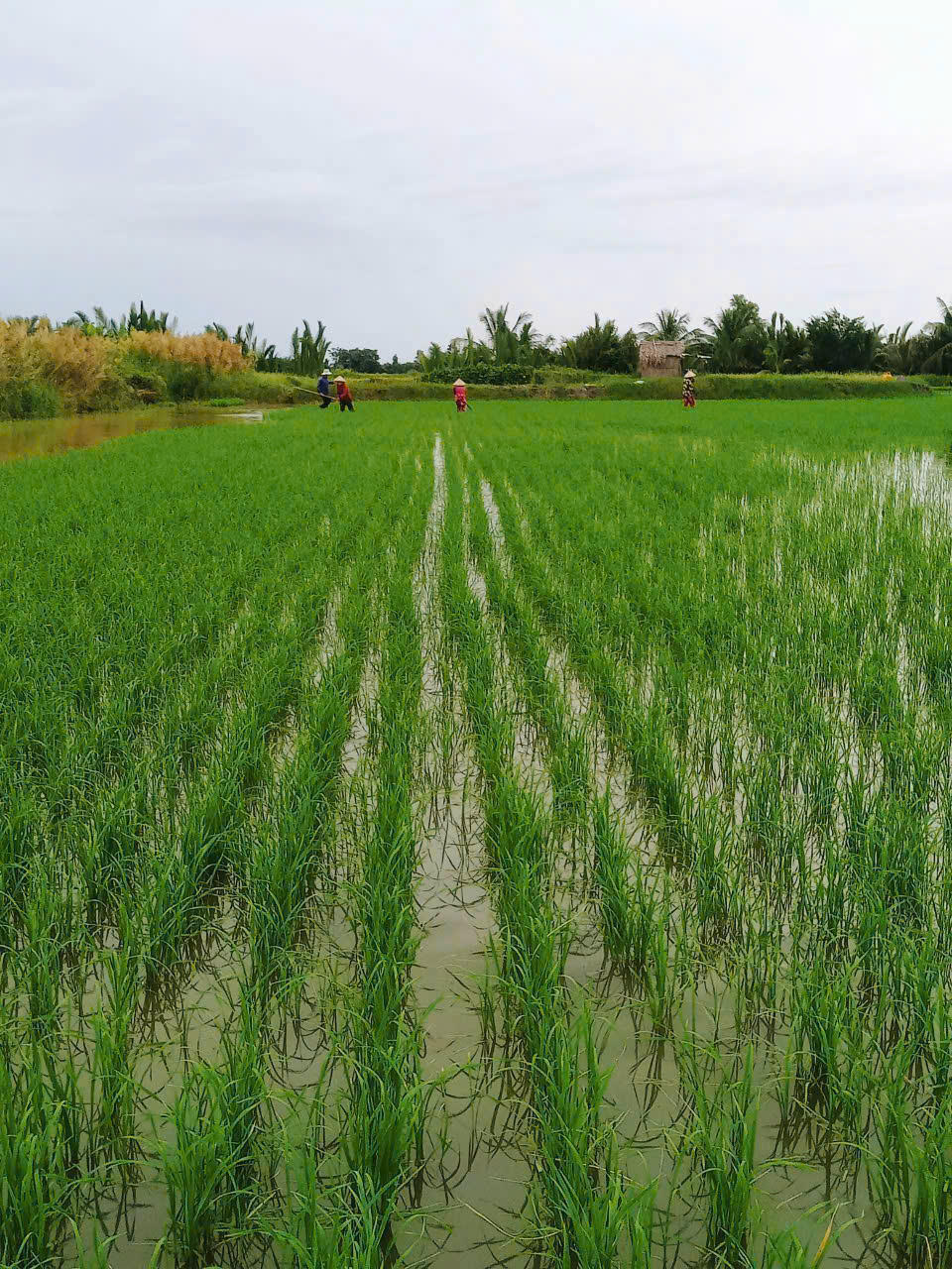 HTX nông nghiệp tổng hợp Ba Đình là một trong những HTX đầu tiên của tỉnh Bạc Liêu nay là tỉnh Cà Mau tham gia Đề án “Phát triển bền vững một triệu ha chuyên canh lúa chất lượng cao và phát thải thấp gắn với tăng trưởng xanh vùng ĐBSCL đến năm 2030”. Ảnh: Nguyên Du.