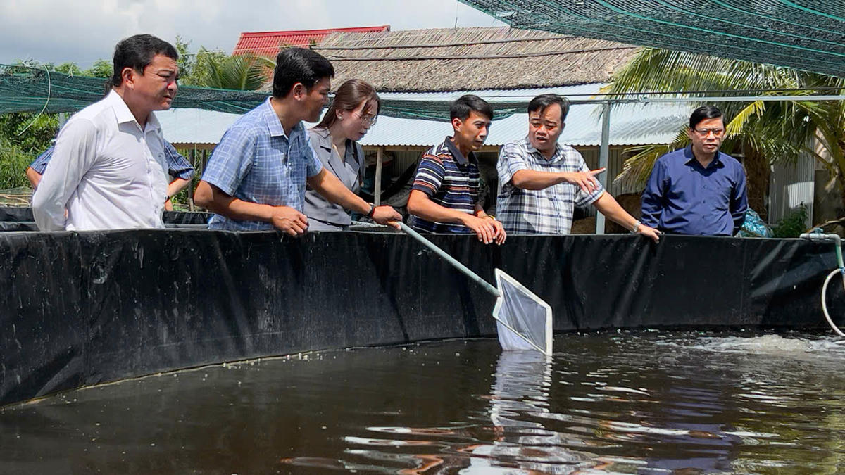 Phó Bí thư Tỉnh ủy, Chủ tịch Uỷ ban MTTQ Việt Nam tỉnh Cà Mau  Huỳnh Quốc Việt, (giữa) tham quan khu ương dưỡng tôm của HTX Ba Đình. Ảnh: Nguyên Du