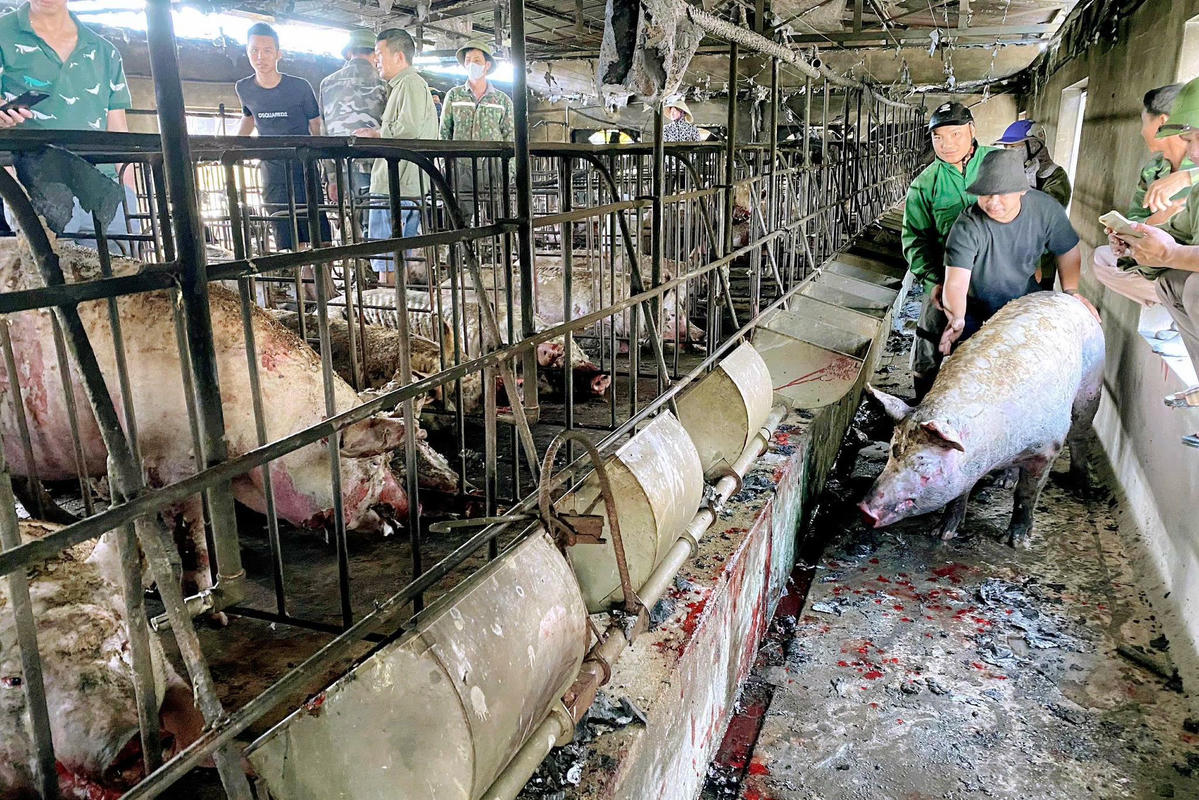 Hiện trường vụ cháy trang trại lợn ở khu Trung Lương, phường Bình Khê. Ảnh: DDCI Bình Khê