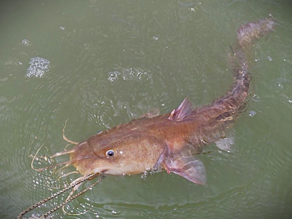 Cá ngát khá giống cá trê nhưng đuôi nhọn, nhiều râu, ngạnh có độc.