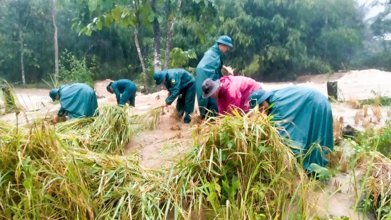 Lực lượng chức năng gặt lúa cho người dưới trời mưa. Ảnh: CV.