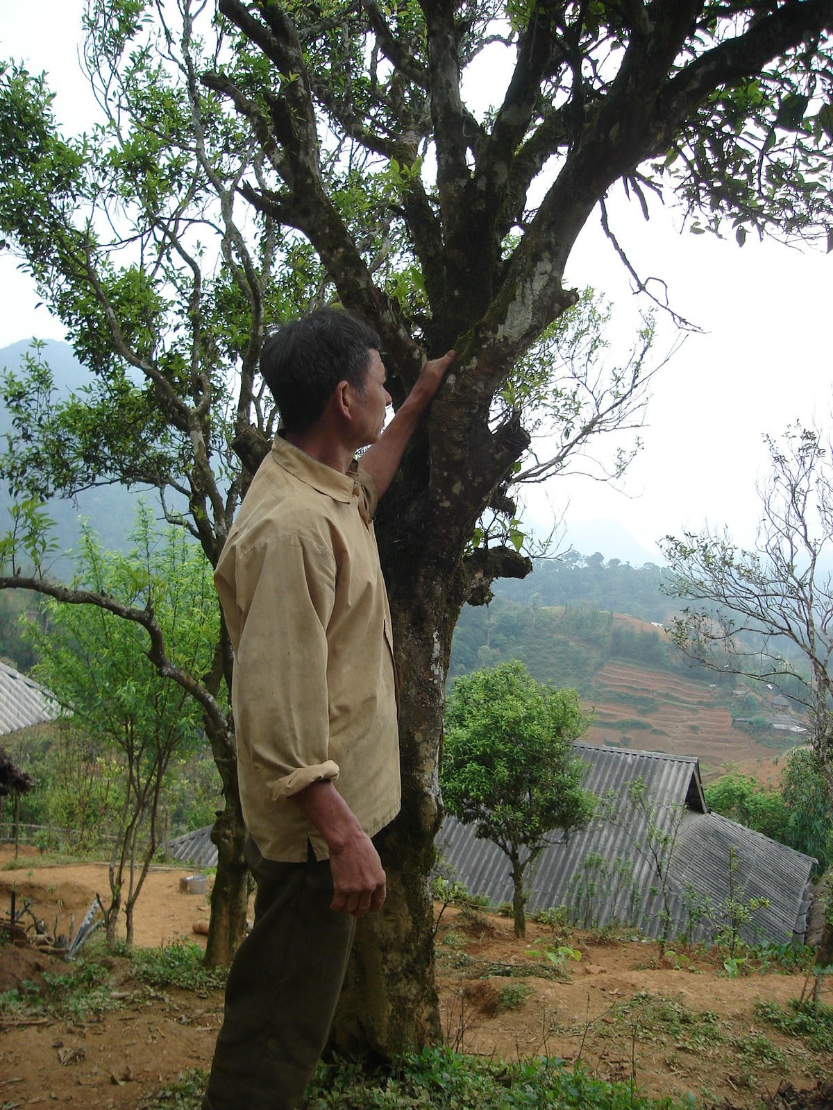 Nhờ được tiếp cận thông tin mà người dân các dân tộc vùng cao đã đi vào hướng đầu tư trồng cây hoa quả lâu năm để đem lại thu nhập cao trong đó có người dân Chợ Đồn.