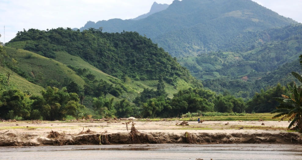 Cánh đồng chưa kịp thu hoạch đã bị cát phủ. Ảnh: Tuấn Trung.
