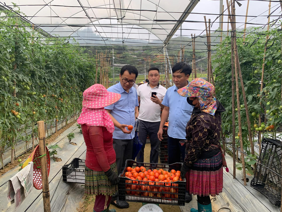Ông Hà Việt Quân (thứ hai từ trái sang) - Chánh Văn phòng Quốc gia về dân tộc và miền núi (Bộ Dân tộc và Tôn giáo) khảo sát mô hình phát triển sản xuất tại Lào Cai.