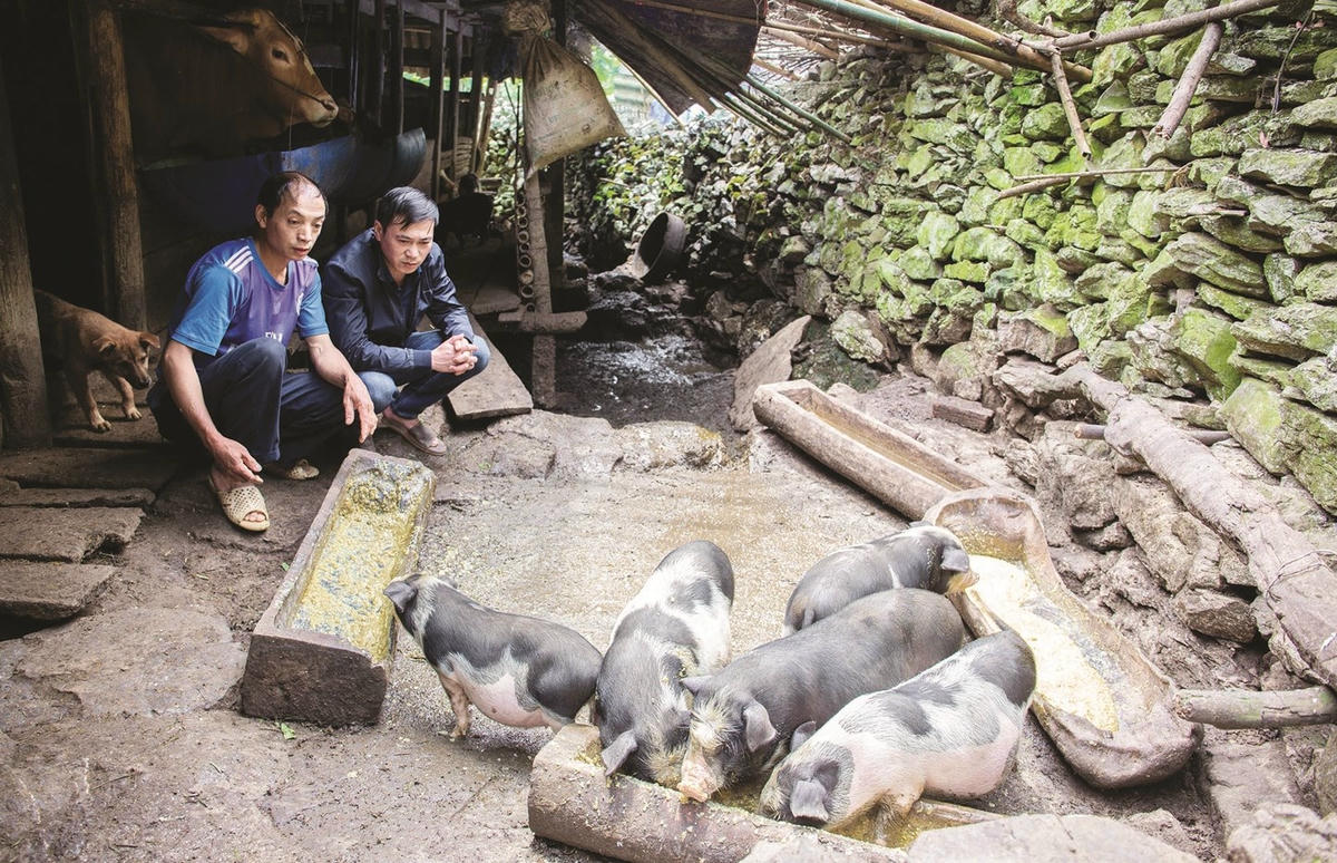 Mô hình chăn nuôi lợn của bà con đồng bào DTTS trên địa bàn tỉnh Tuyên Quang được hỗ trợ bằng nguồn vốn Chương trình MTQG 1719.