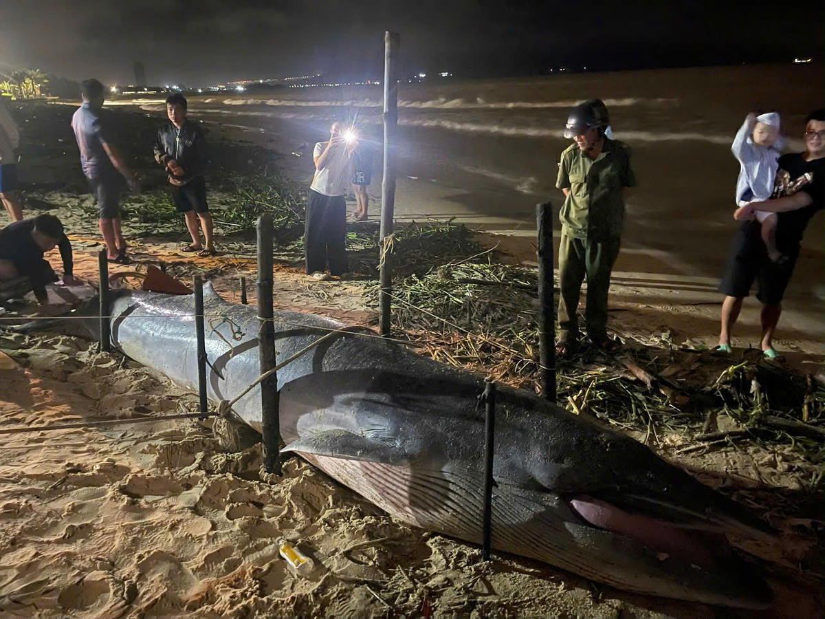 Cá ông lụy bờ. Ảnh: Nguyễn Tú.