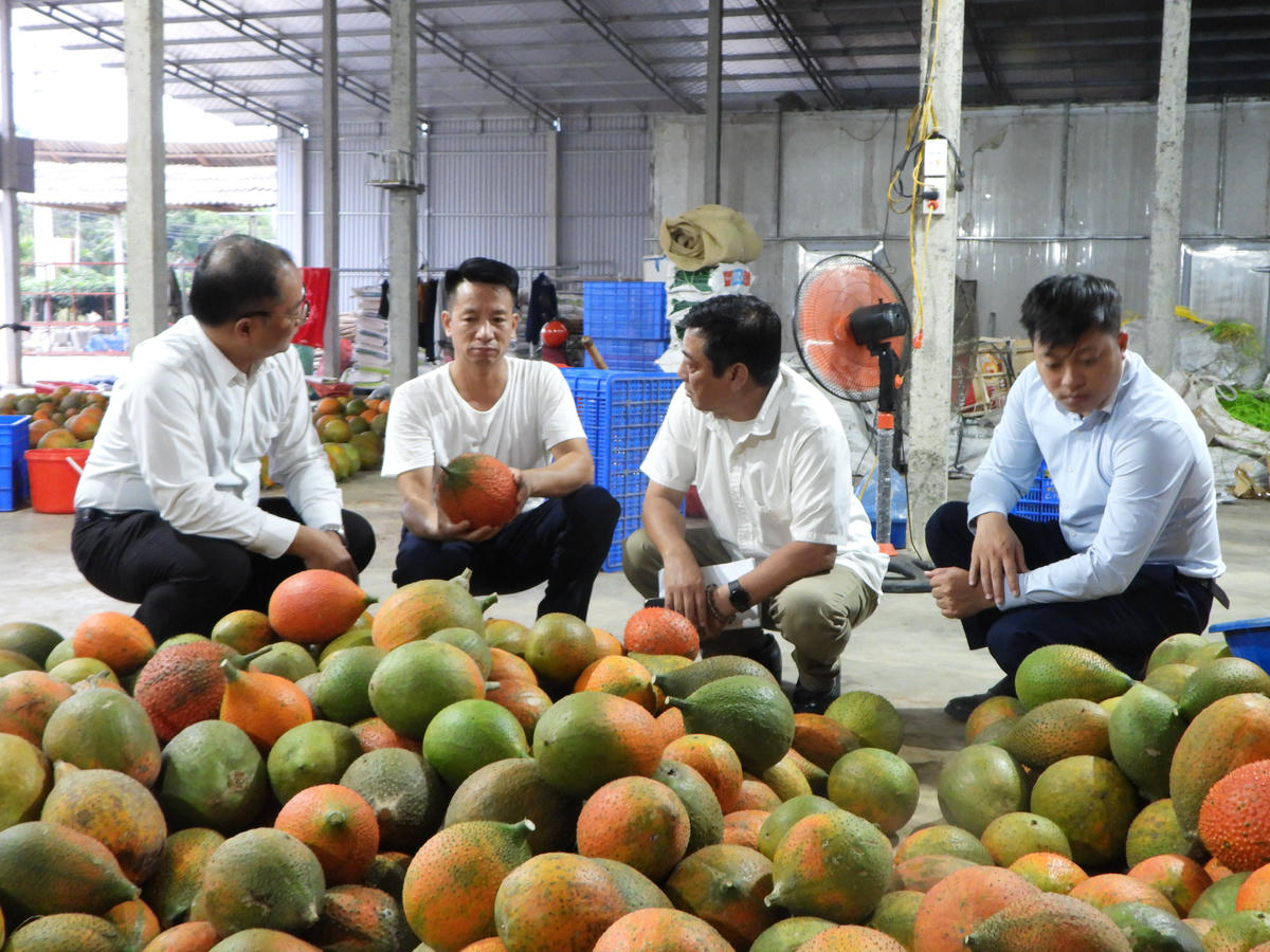 Anh Đoàn Văn Chung chia sẻ về cơ duyên với cây Gấc. Ảnh: Đ.S.