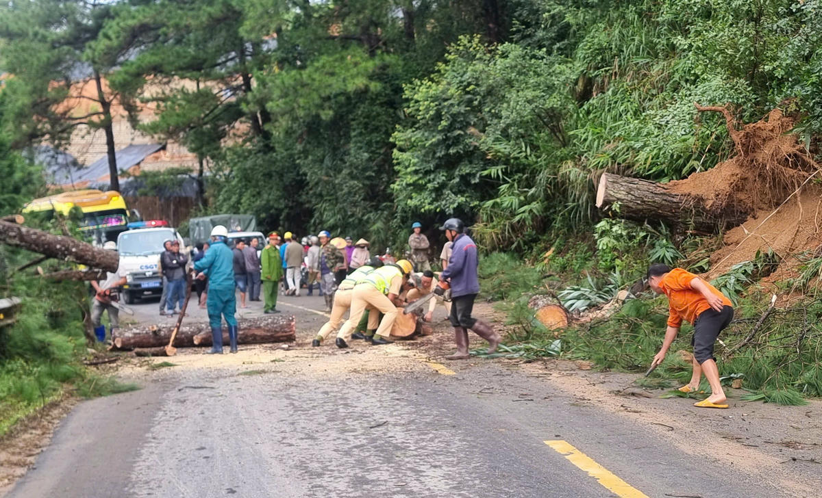 Lực lượng CSGT và nhân dân dọn dẹp cây thông bị đỗ gãy ngang Quốc lộ 27 đảm bảo ATGT cho nhân dân đi lại an toàn. Ảnh: CA.