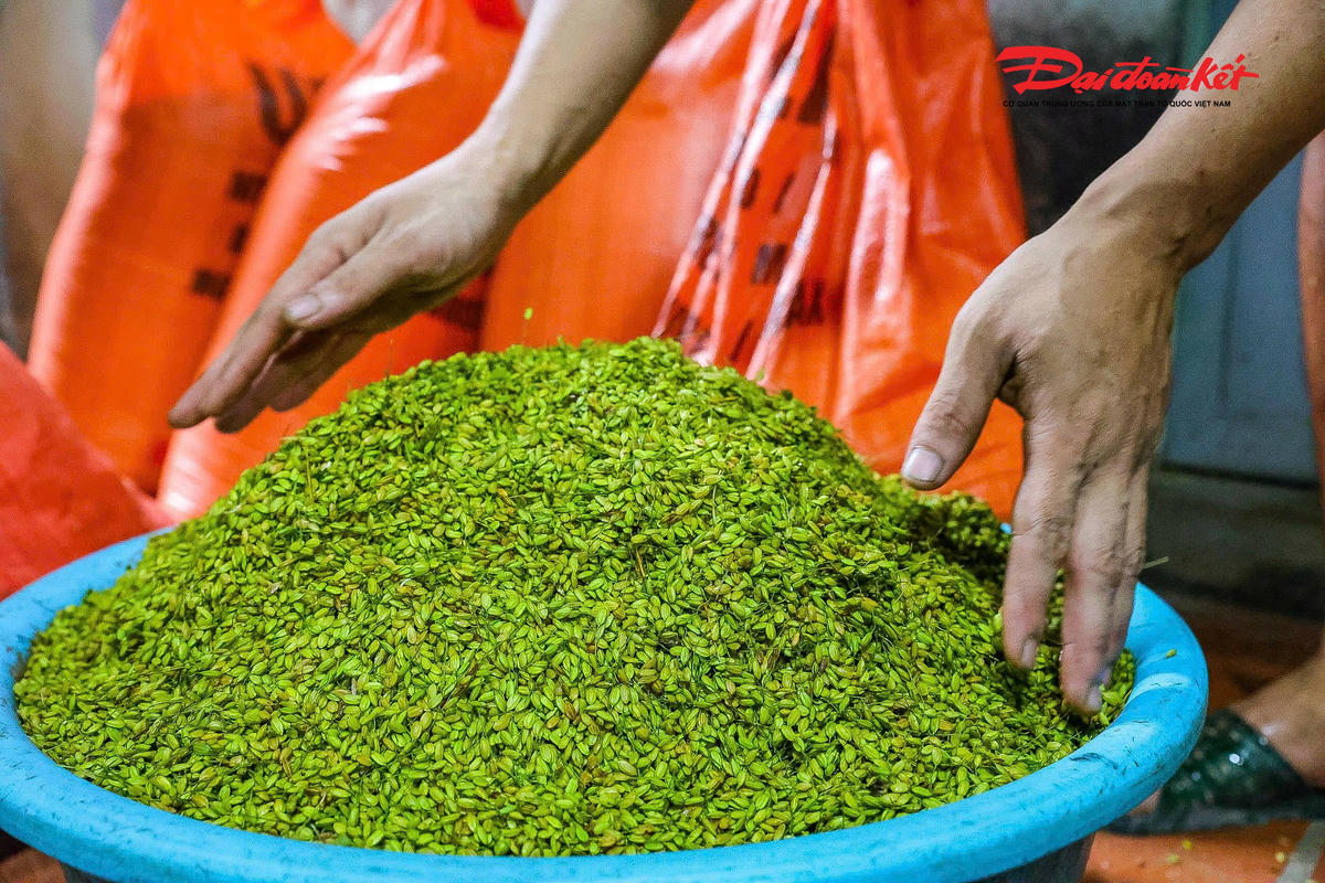 Cốm được làm từ nhiều loại nếp khác nhau, như lúa nếp lương phượng, lúa nếp thơm, lúa nếp tan, lúa nếp quýt, nhưng đặc biệt nhất phải kể đến lúa nếp cái hoa vàng. Thông thường, người ta thường hay chọn lúa mùa (từ khoảng rằm tháng 7 âm lịch đến hết tháng 9 âm lịch) để làm cốm.