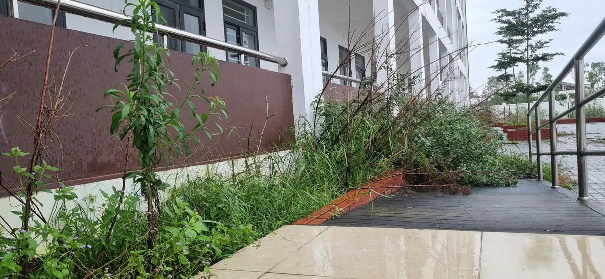 Cỏ dại mọc tại trường THCS Nghi Ân Cơ sở 2 bỏ không. Ảnh: Điền Bắc